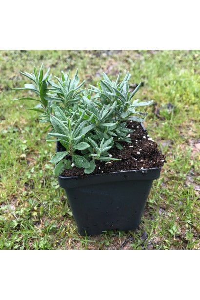 Лаванда Платинум Ніко в горщику Р9